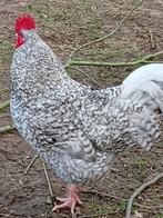 Noordhollandse Blauwe hanen, Dieren en Toebehoren, Pluimvee, Mannelijk, Kip