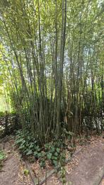 Bamboo stokken, Tuin en Terras, Overige Tuin en Terras, Ophalen, Nieuw
