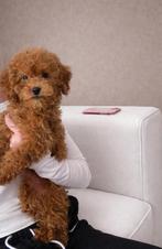 Cockapoo pup, Dieren en Toebehoren, Parvo, 8 tot 15 weken, Eén hond, Nederland