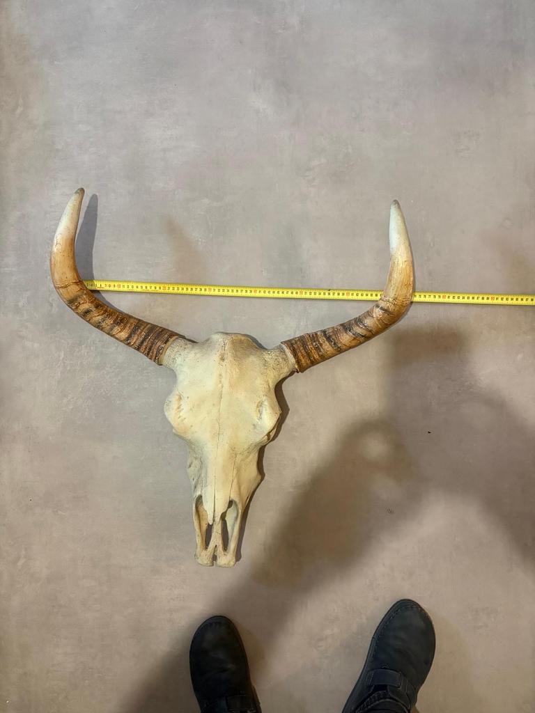 Ossekop decoratie voor bar of tuinhuis, Gebruikt, Beige, Overige stijlen, Ophalen of Verzenden