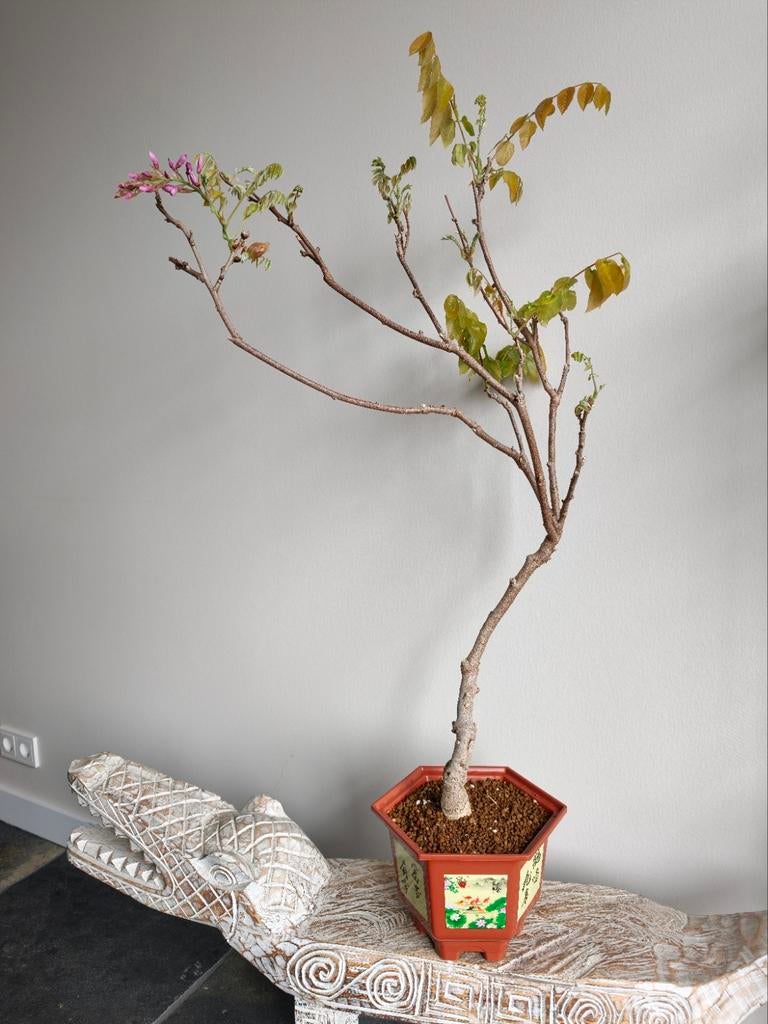 Wisteria Floribunda Pink Bonsai 80cm, Ophalen, Bloeit niet, Halfschaduw, Overige soorten