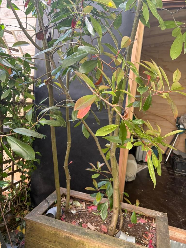 Photinia red robin - glansmispel, Tuin en Terras, Planten | Bomen, Ophalen, Halfschaduw, Overige soorten, Lente