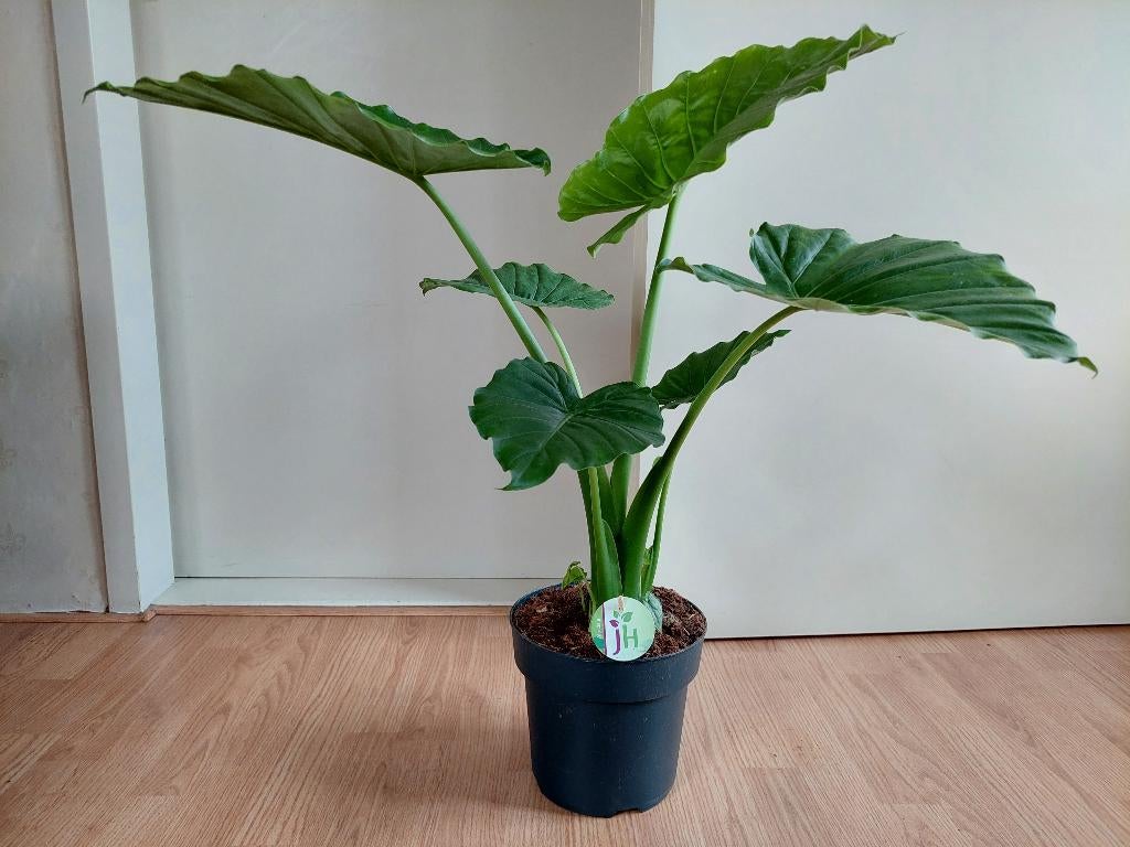 Alocasia Macrorrhiza - Olifantsoor / Reuzentaro H: 78 cm., Huis en Inrichting, Ophalen, Overige soorten, Halfschaduw, Minder dan 100 cm