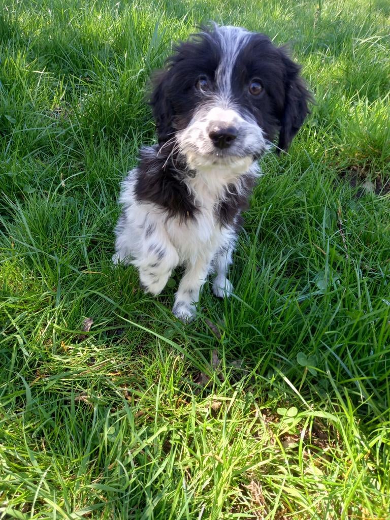 Jack Russel kruising pups., Parvo, Jack Russell Terriër, Reu, 8 tot 15 weken