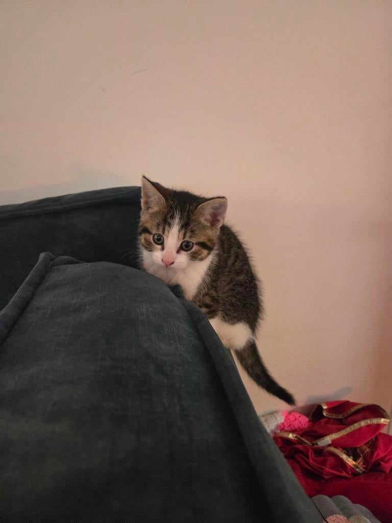 KITTEN TE KOOP, Poes, Ontwormd