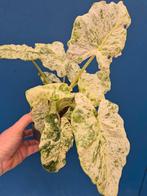 Alocasia Macrorrhiza Splash p14 (3)