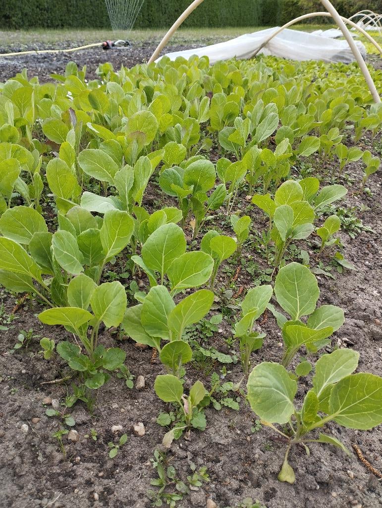 groenteplanten sla andijvie spruitjes spruitkool kervel, Ophalen, Volle zon, Groenteplanten, Eenjarig