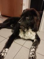 Levendige, vrolijke Reu, 4,5 jaar, zoekt nieuw baasje, Dieren en Toebehoren, Honden | Niet-rashonden, Reu, Groot, Eén hond, 3 tot 5 jaar