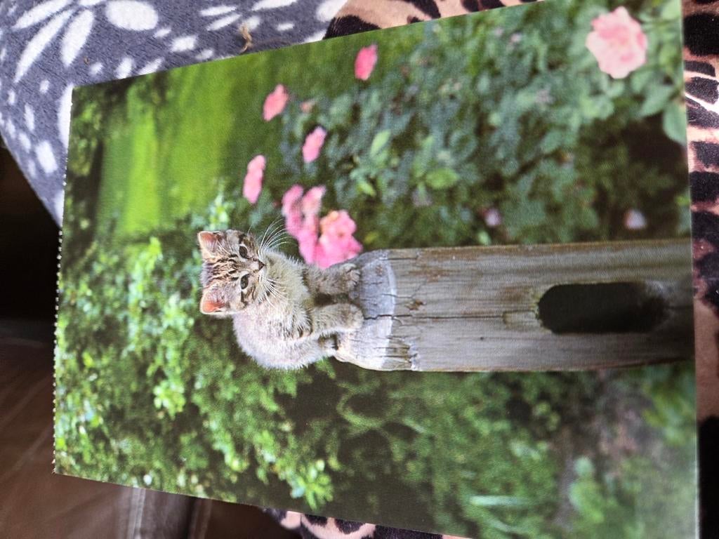 Schattige poes op boomstam - Mooie foto van een kitten, Gebruikt, 1980 tot heden, Foto, Ophalen of Verzenden