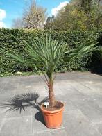 Palmboom - Trachycarpus Fortunei stam 30-40cm, Minder dan 100 cm, Zomer, Palmboom, Ophalen