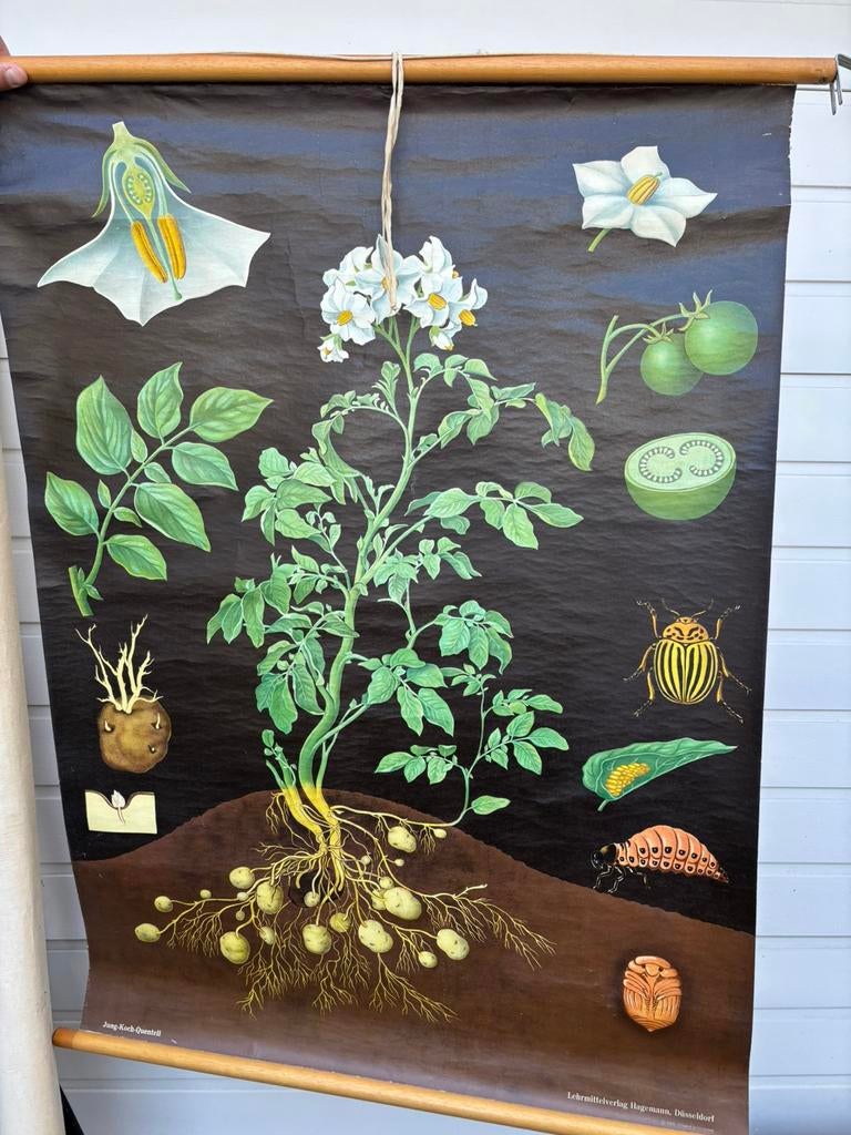 Oude schoolposters, Ophalen, Gebruikt