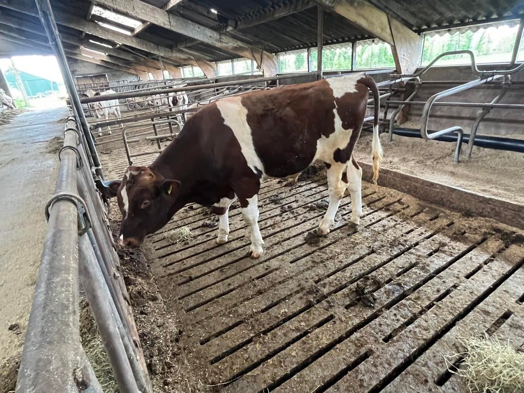 Roodbonte dekstier, Dieren en Toebehoren, Mannelijk, 0 tot 2 jaar