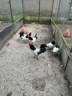 Lakenvelders broed eieren, Dieren en Toebehoren, Geslacht onbekend, Kip