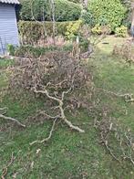 Paas takken gratis, Tuin en Terras, Planten | Bomen, Bloeit niet, Overige soorten, Minder dan 100 cm, Ophalen