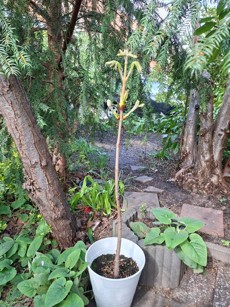 Kastanje in pot, Overige soorten, Minder dan 100 cm, Ophalen, Volle zon