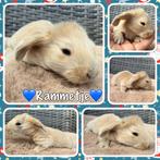 Prachtig nestje met gezonde&lieve Franse Hangoor konijntjes, Dieren en Toebehoren, Konijnen, Meerdere dieren, Groot, Hangoor, 0 tot 2 jaar