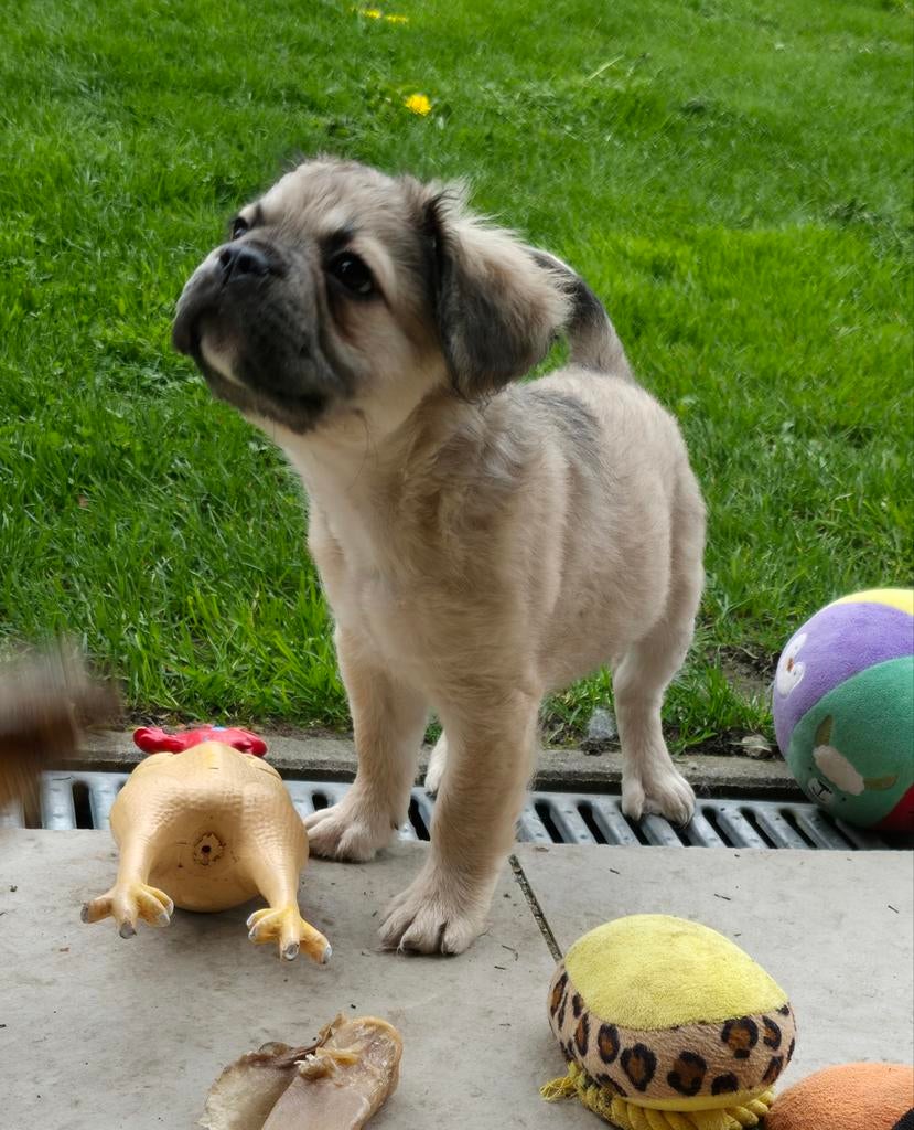 Super leuke x fluffy franse bulldog reu pup, Parvo, Reu, 8 tot 15 weken, Bulldog