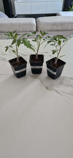 Middentomaat "Comasagua" (plant), Ophalen of Verzenden, Eenjarig, Overige soorten, Volle zon