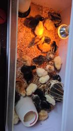 Kleurlegger kuikens te koop, Geslacht onbekend, Kip