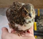 Japanse Kwartel eitjes voor consumptie, Geslacht onbekend, Overige soorten