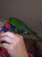 Lori vogel van de blauwe bergen, Dieren en Toebehoren, Vogels | Parkieten en Papegaaien, Vrouwelijk, Papegaai, Tam