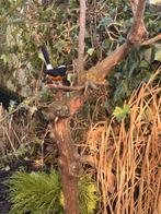 0-1 Witkruin schamalijster gezocht (Stricklandii), Vrouwelijk