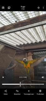 Bonte boer, man met DNA, Mannelijk, Parkiet, Geringd