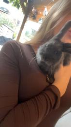 DEKRAM (NIET TE KOOP), Dieren en Toebehoren, Konijnen, Mannelijk, Groot