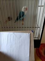 Agapornis Fischeri. Blauwe opaline, Dieren en Toebehoren, Vogels | Parkieten en Papegaaien, Geslacht onbekend, Dwergpapegaai of Agapornis