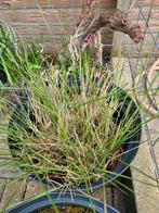 Stipa gigantea mooie grote vedergras!, Tuin en Terras, Ophalen of Verzenden, Vaste plant, Overige soorten, Volle zon