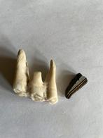 runder /herten  kies  &  roggentand ( in Hilversum ), Ophalen of Verzenden, Fossiel