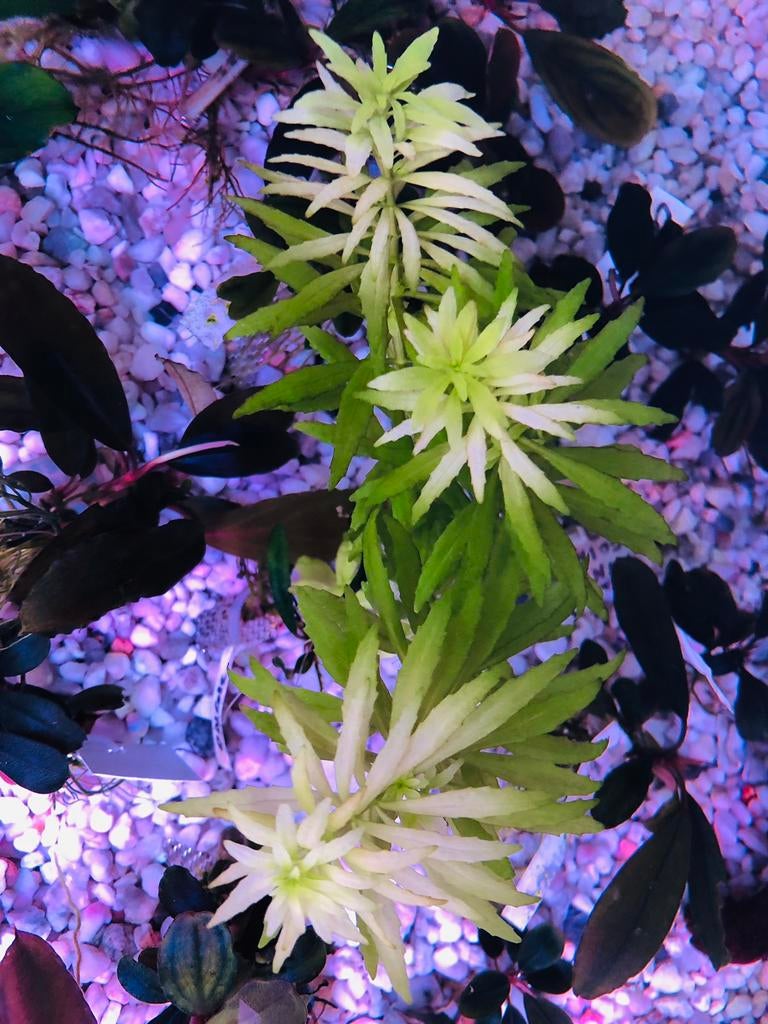 Limnophila aromatica mini, Ophalen of Verzenden, Zo goed als nieuw, Plant(en), Steen of Hout