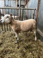 Dekram, Dieren en Toebehoren, Schapen, Geiten en Varkens, Mannelijk, Schaap