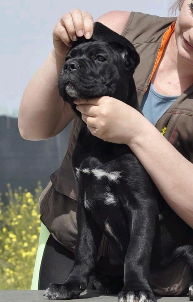2 prachtige cane corso pups beschikbaar!, Fokker | Hobbymatig, 15 weken tot 1 jaar, Overige rassen, Buitenland