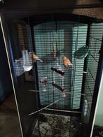 kanaries met een kooi, Meerdere dieren, Kleurkanarie