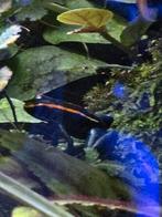 Te koop 2 phyllobatus vittatus, Dieren en Toebehoren, Reptielen en Amfibieën, Amfibie, 0 tot 2 jaar