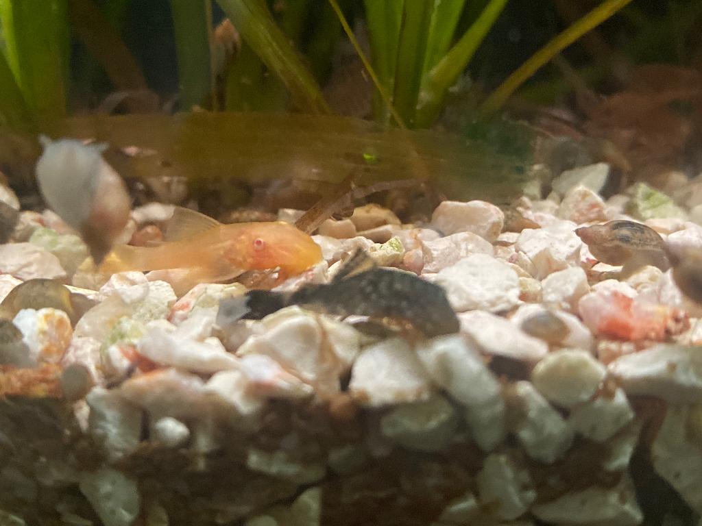 algeneter, Dieren en Toebehoren, Vissen | Aquariumvissen, Vis, Zoetwatervis