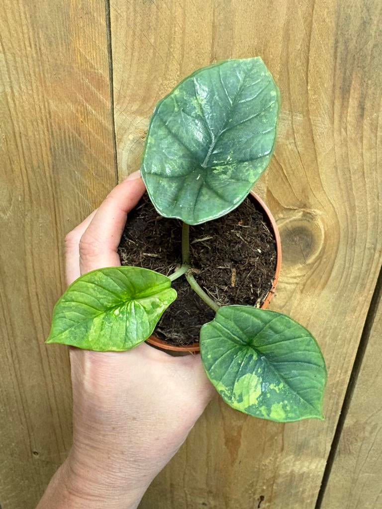 Alocasia platinum albo white wit mint variegata plant, Huis en Inrichting, Kamerplanten, Ophalen of Verzenden, Halfschaduw, Minder dan 100 cm
