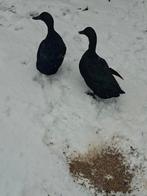 Cayuna eenden te koop, Dieren en Toebehoren, Meerdere dieren, Eend
