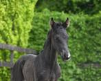 3x zwarte hengst veulens tekoop, Dieren en Toebehoren, Paarden, Hengst, Dressuurpaard, Gechipt, 0 tot 2 jaar