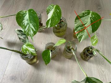 Monstera Albo Rooted Cuttings with 1st New Leaf - €10 Each beschikbaar voor biedingen