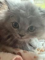 Brits langhaar kittens, Dieren en Toebehoren, Kater, Ontwormd, 0 tot 2 jaar