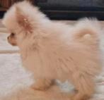 Mini pompriaan teefje 7 maanden oud, 15 weken tot 1 jaar, Teef, Parvo, Eén hond