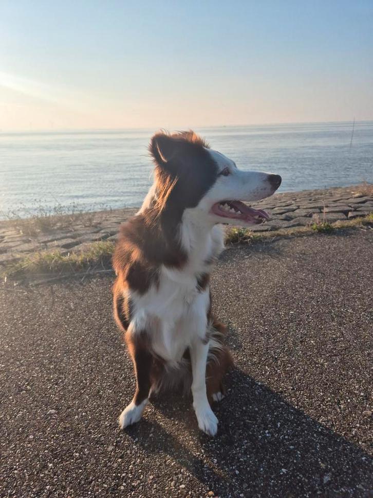 Bordercollie zoekt een huisje, Dieren en Toebehoren, Honden | Herdershonden en Veedrijvers, Teef, Collie, Particulier, Eén hond