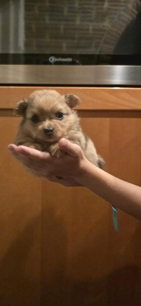 Mooie pomchi puppy's, Dieren en Toebehoren, Honden | Chihuahua's en Gezelschapshonden, Meerdere dieren, Overige rassen, Particulier
