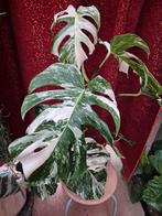 Monstera Deliciosa Variegata XXL p17 (3), Ophalen of Verzenden, Halfschaduw, Minder dan 100 cm