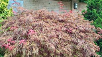 Japanse Esdoorn Acer bonsai vorm beschikbaar voor biedingen