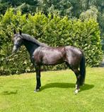 4 jarige merrie van Lennox US x Riverman x Metal, Dieren en Toebehoren, Paarden, Merrie, Gechipt, Dressuurpaard, 3 tot 6 jaar