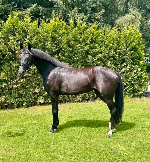 4 jarige merrie van Lennox US x Riverman x Metal, Dieren en Toebehoren, Paarden, Merrie, Onbeleerd, 160 tot 165 cm, 3 tot 6 jaar