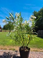 Oleander 150 cm hoog kleur wit, Tuin en Terras, Ophalen, Volle zon, Overige soorten, 100 tot 250 cm